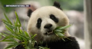 中国将向国家动物园赠送两只新大熊猫
