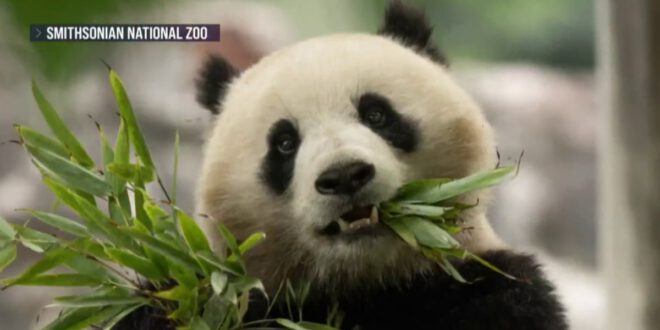 中国将向国家动物园赠送两只新大熊猫