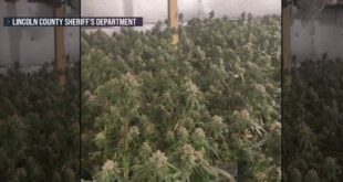 官员称缅因州现在成为中国犯罪集团种植大麻的热点地区