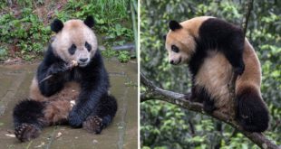 中国大熊猫在四川告别仪式后启程前往圣地亚哥动物园